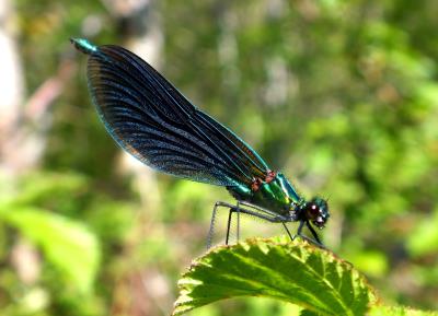 373 BEAUTIFUL DEMOISELLE.jpg